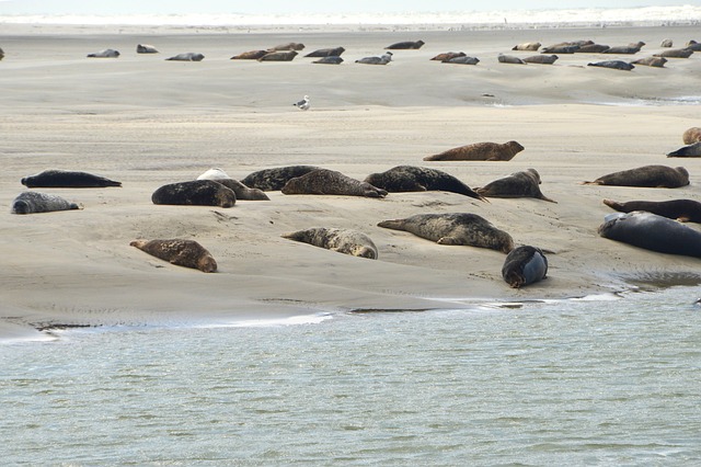 Phoques en baie d'authie
