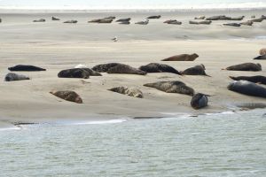phoques en baie d'authie